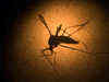 Zika virus cluster identified in Thiruvananthapuram, steps being taken to exterminate mosquitoes: Veena George