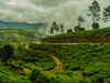 Assam government decides to provide tea garden labourers employment under MGNREGA