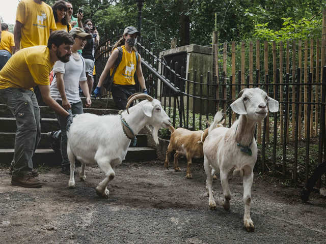 Goats’ day out