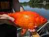 Pet goldfish left in Minnesota lakes grow to gigantic proportions