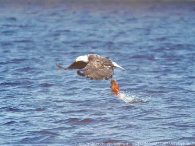 Fish are ultimately killed in Burnsville