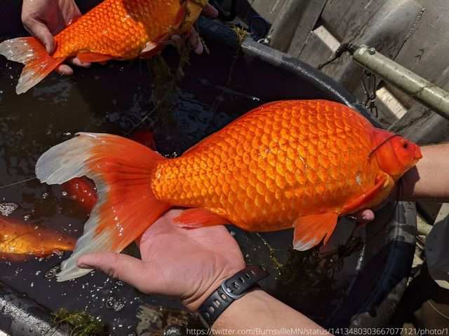 Giant goldfish appear in Minnesota lakes