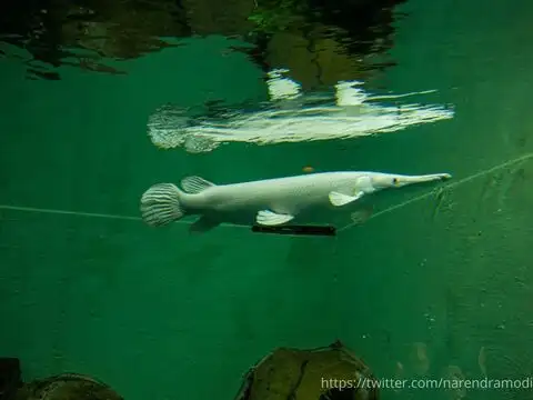 New fish in the pond