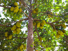 Tripura jackfruit makes it to German markets