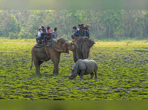 Golaghat: Tourists on elephant safari at the Bagori Range of Kaziranga National ...
