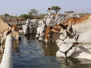 cow economic times