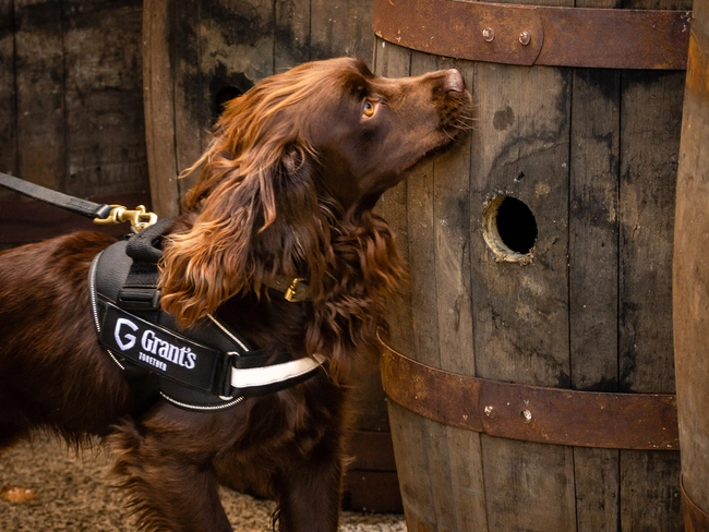 best harness for working cocker spaniel