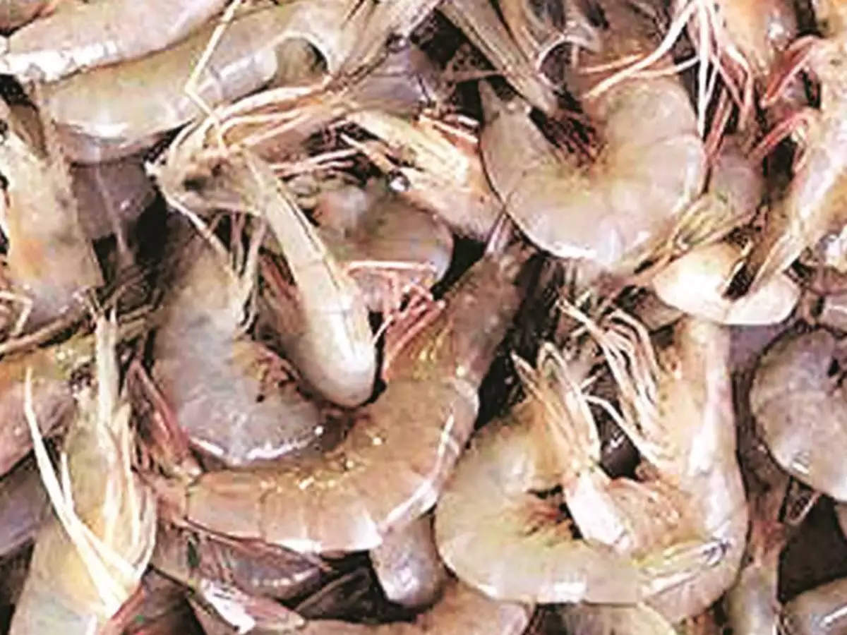 Shrimp Latest News Videos Photos About Shrimp The Economic Times Page 1