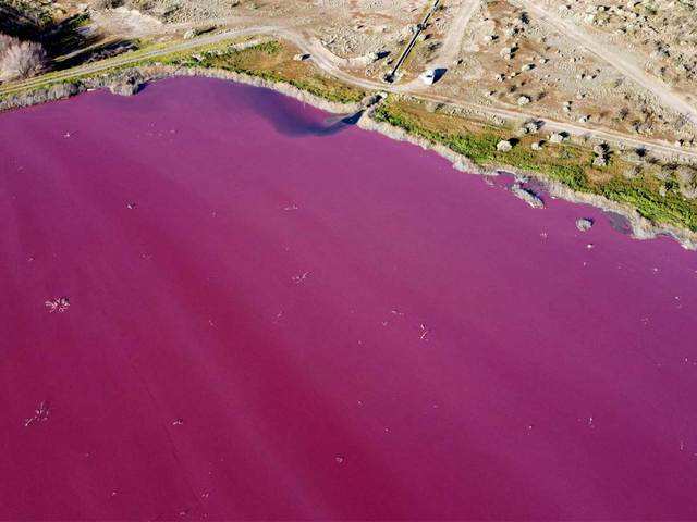 ?Argentina lake turns bright pink