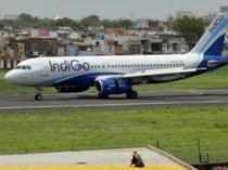 Indigo 1