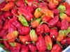 For the first time, Bhoot Jolokia chillies exported to London