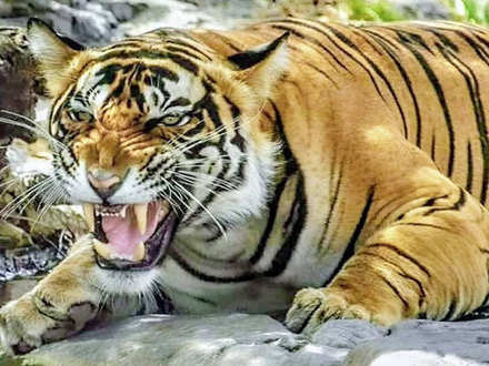International Tigers Day: Photographers share their favorite pictures,  memories of India's national animal - The Economic Times Video | ET Now