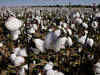 Nearly 22 lakh bales of cotton exported to China in 2020-21 season
