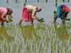 Rain deficit hits sowing of kharif crops