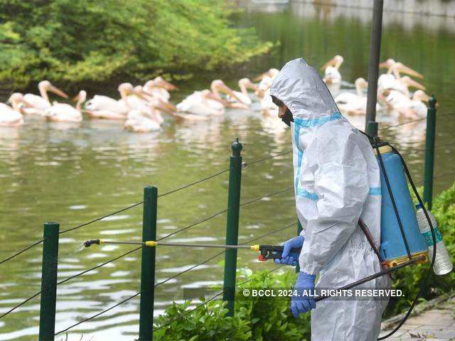 ​Covid pandemic and bird flu