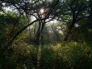 Mathura forest