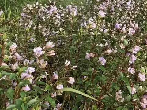 ​Isolated flowering