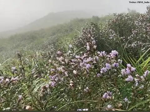 ​Shalomkunnu hills