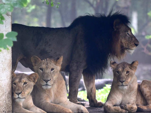 World Lion Day: Last few years saw steady increase in India's lion