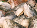 About 96,000 salmon die after chlorine leak in Arctic Norway