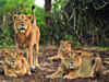 If the Asiatic lion is safe anywhere, it's in Gir: Environment minister Bhupender Yadav