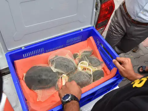 Indian turtles
