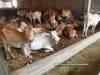 Allahabad High Court quashes detention under NSA for cow slaughter