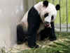 Singapore announces birth of first giant panda cub at River Safari