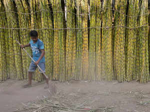 sugarcane reuters