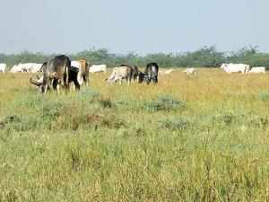 Livestock grazing