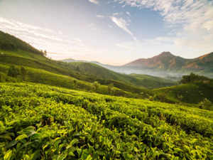 tea plantation---getty