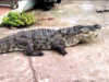 Odisha's Kendrapara becomes only district in India to have all three crocodile species