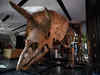 Fossilised remains of 'Big John', the largest known triceratops dinosaur, up for sale
