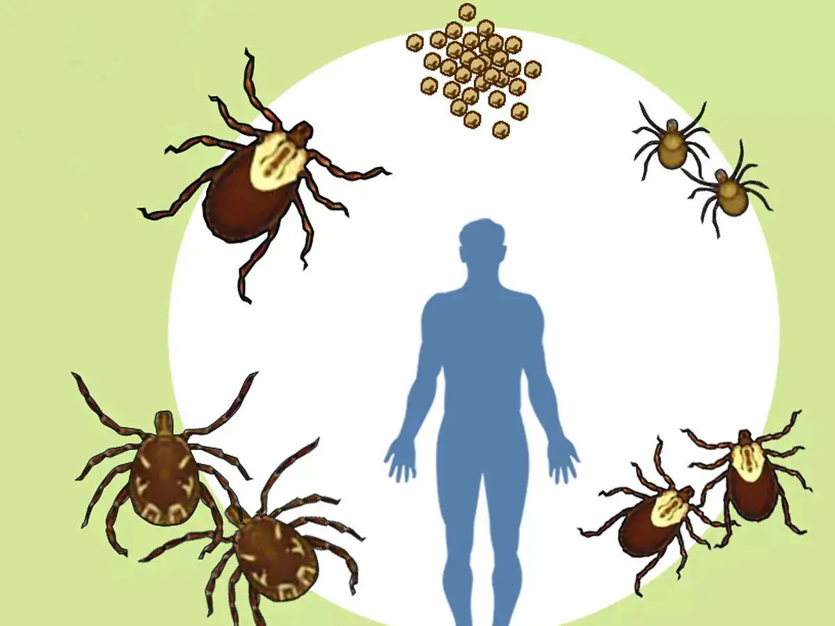 Insect Bites Latest News Videos Photos About Insect Bites The Economic Times Page 1