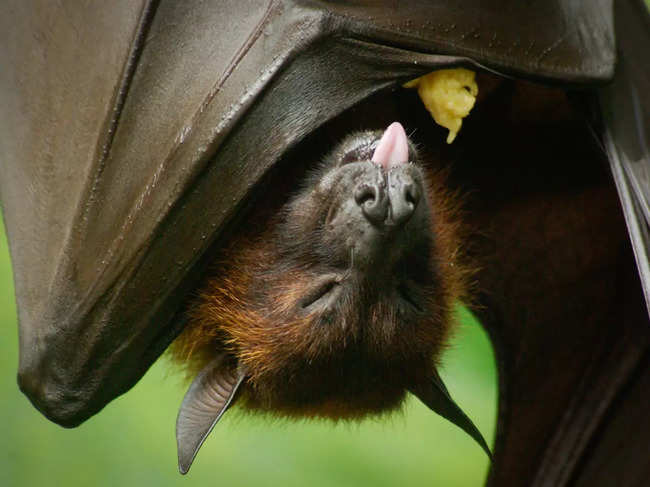 bat-fruit_iStock