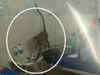 Watch: Monkey menace at a govt hospital in Karnataka's Gadag