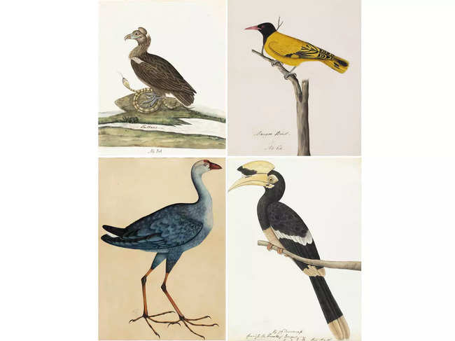 ​Cinereous Vulture (Aegypius monachus) - top-left, Black-hooded Oriole (Oriolus xanthornus) top-right, Purple Swamphen (Porphyrio porphyria), bottom-left, and Oriental Pied Hornbill (Anthracocerus albirostris), bottom right.