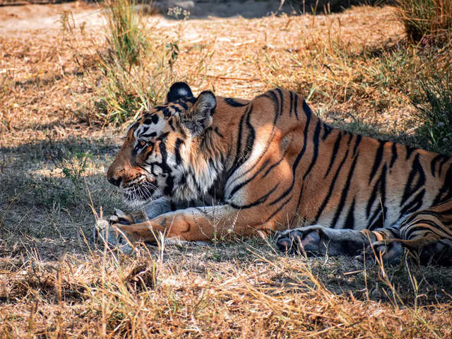 India's 'Black Tigers' Have Unusually Thick Stripes Thanks to a Genetic  Mutation