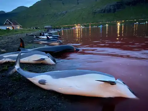 Traditionally, it's whales