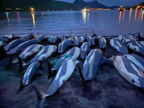 Faroe Islands slaughter 1,400 dolphins in a day - Single biggest
