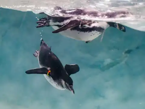 ​Vulnerable species
