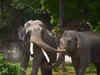 Assam's elephant population increases to 5719: Union Minister Ashwini Kumar Choubey