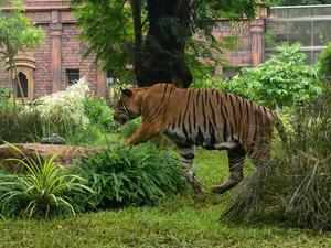 Tiger survey