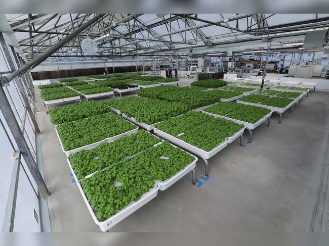 Modules of Genovese basil and other plants are seen in the Iron Ox greenhouse in Gilroy, California