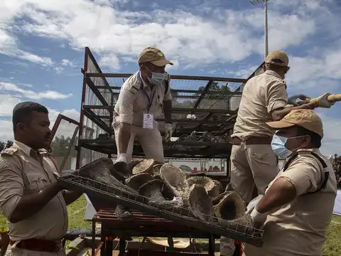 ​Home Of Rhinos
