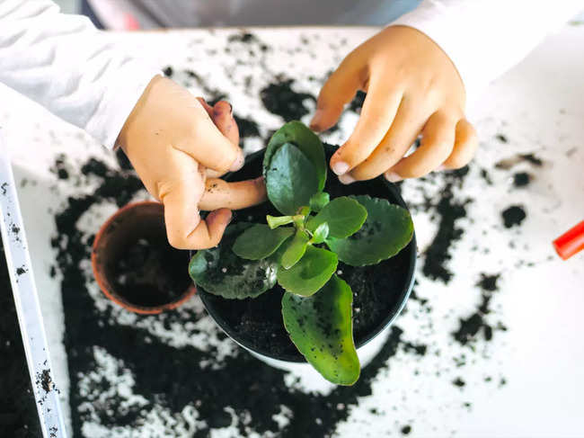 gardening-plant-children-iStock