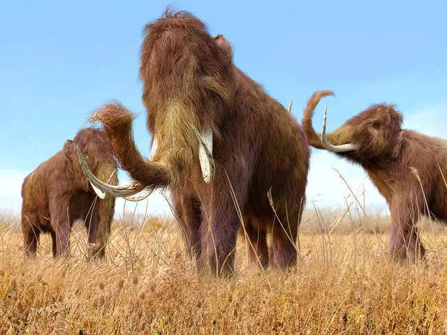 ​Woolly mammoths