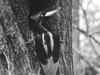 US declares fabled Ivory-billed woodpecker and 22 other species extinct