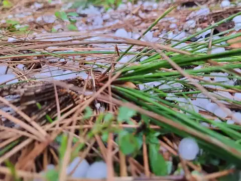 ​Hail damages paddy crop