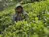 Tea exports down by 14% in first seven months of 2021 owing to US sanctions
